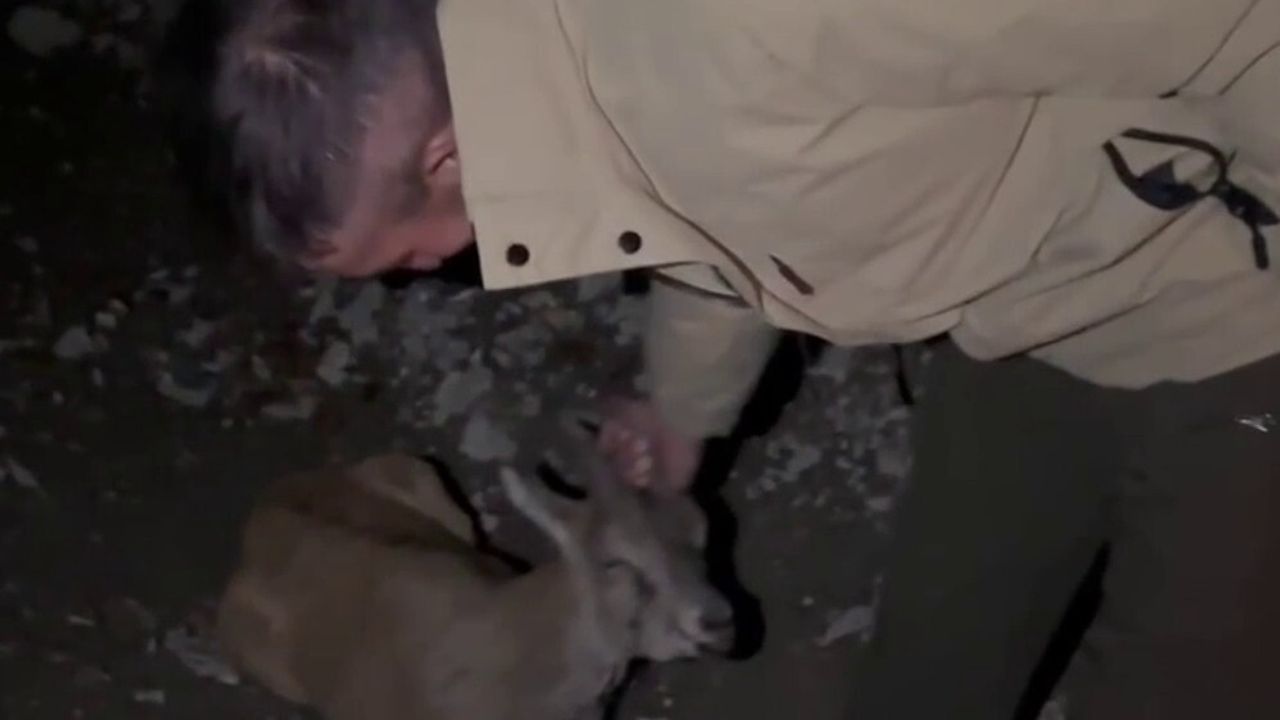 Yaralı Yaban Dağ Keçisi Kurtarıldı