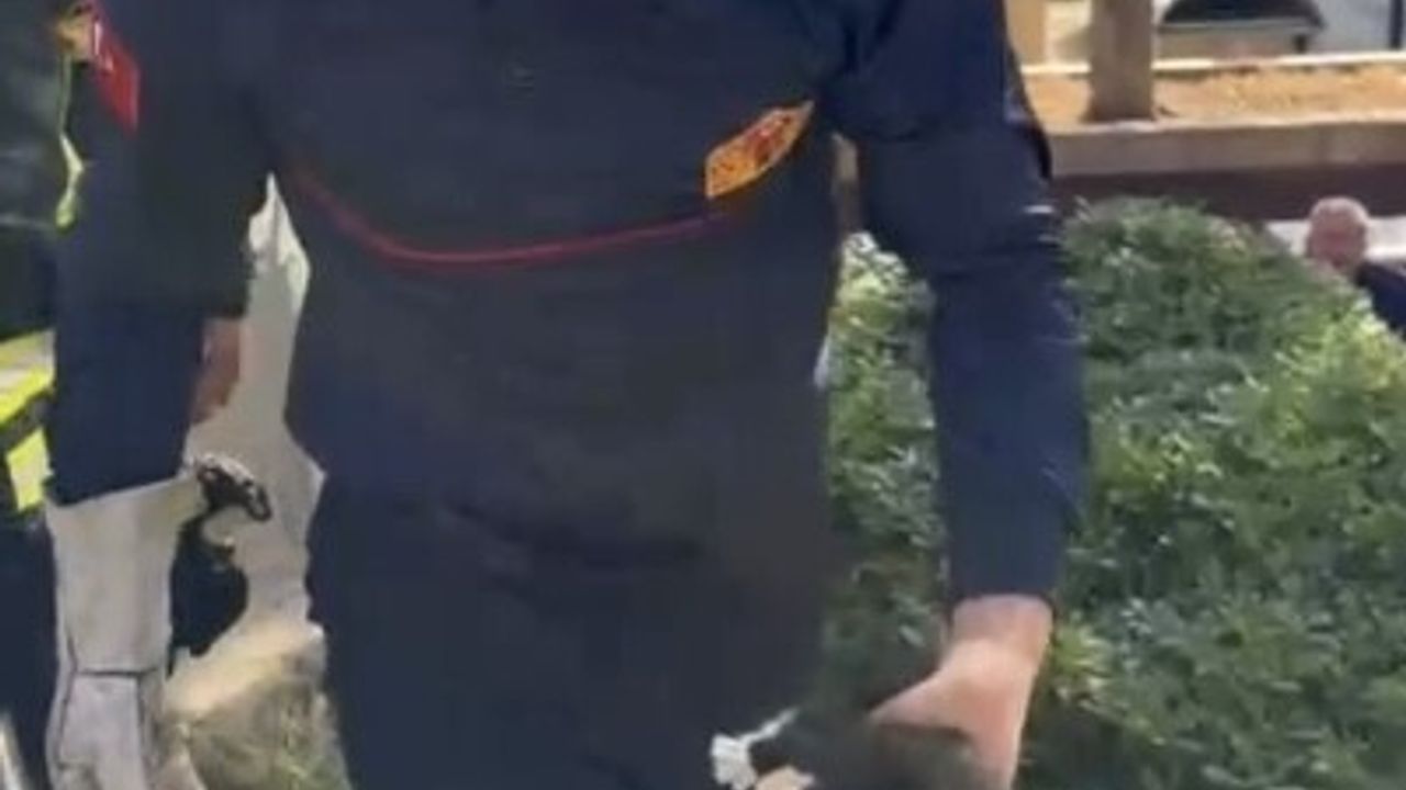 Yavru Kedi Konteyner Arasından Kurtarıldı