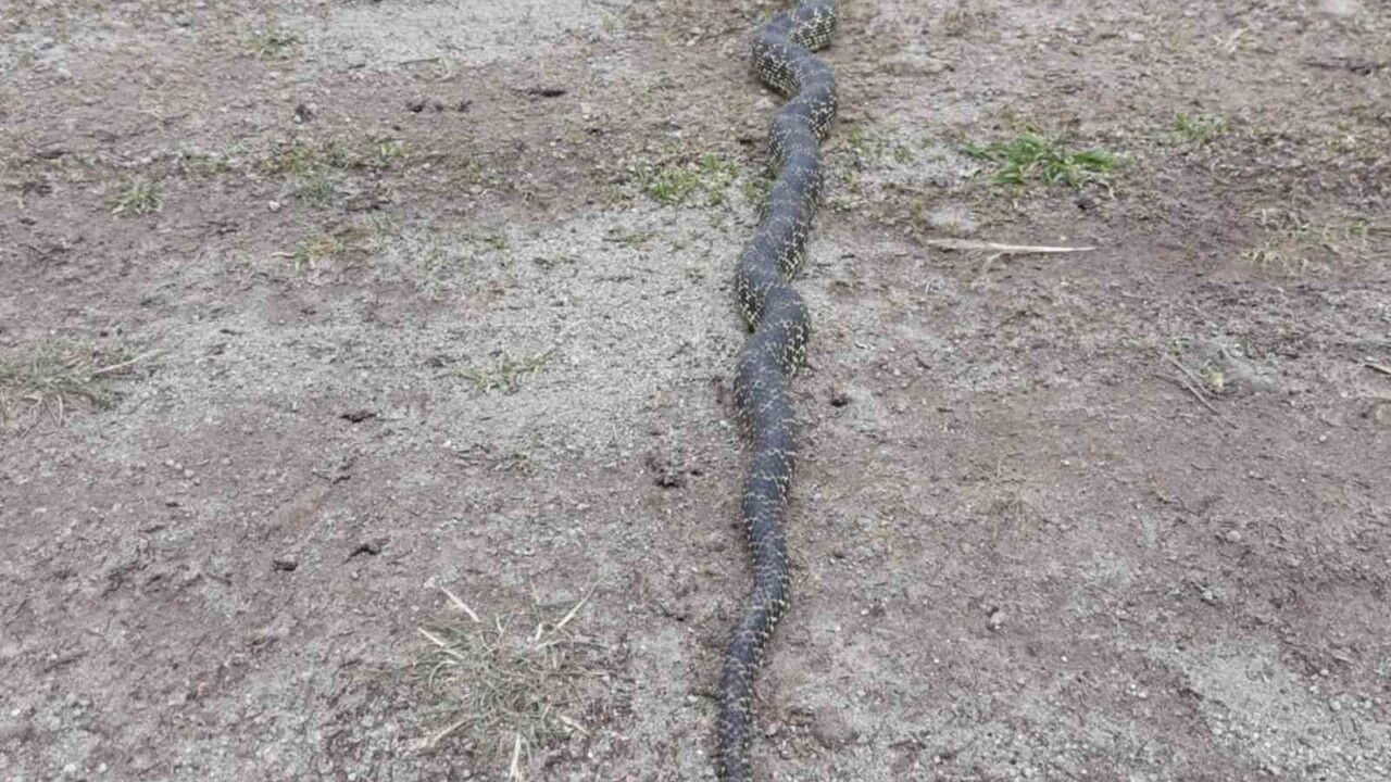 Yaylada Engerek Yılanı Fırtınası: Merak ve Korku Karıştı