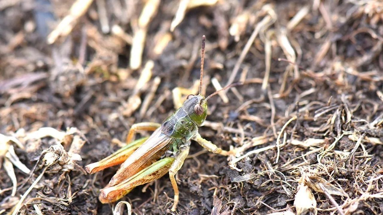Yeni Bir Çekirge Cinsi Keşfedildi: Salmanihippus
