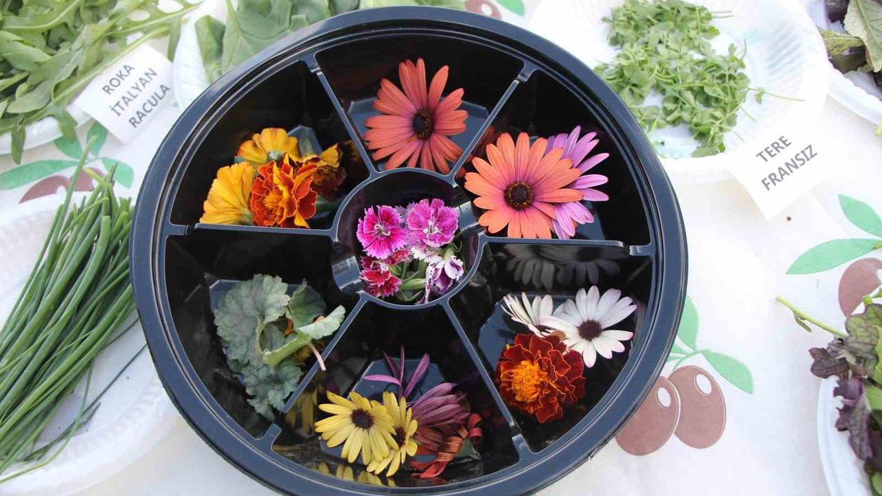 Yeşil Mirasın Kadınları: Amasya'dan Dünyaya