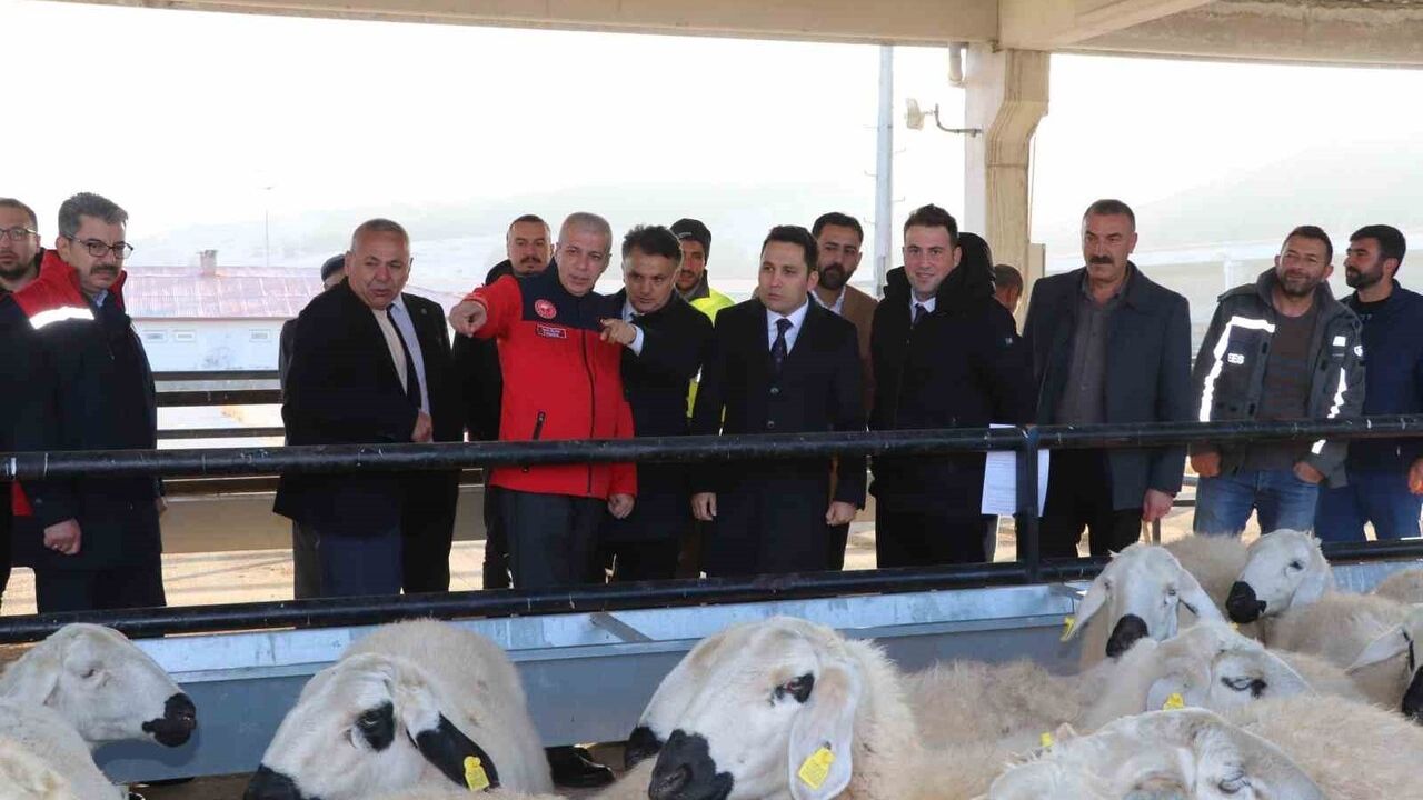 Yıldızeli'nde Koyun ve Koç Dağıtım Töreni Gerçekleşti