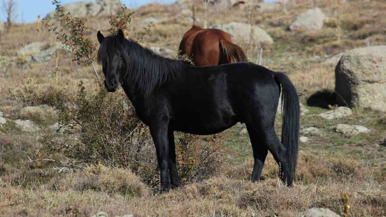 Yılkı Atlarının Bulutlarla Büyüleyici Dansı
