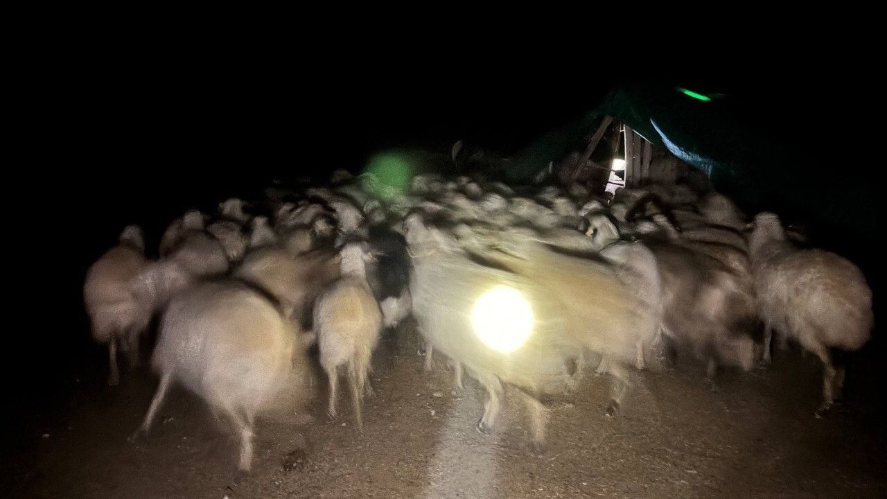 Yoğun Siste Kayıp 200 Koyun Drone ile Bulundu