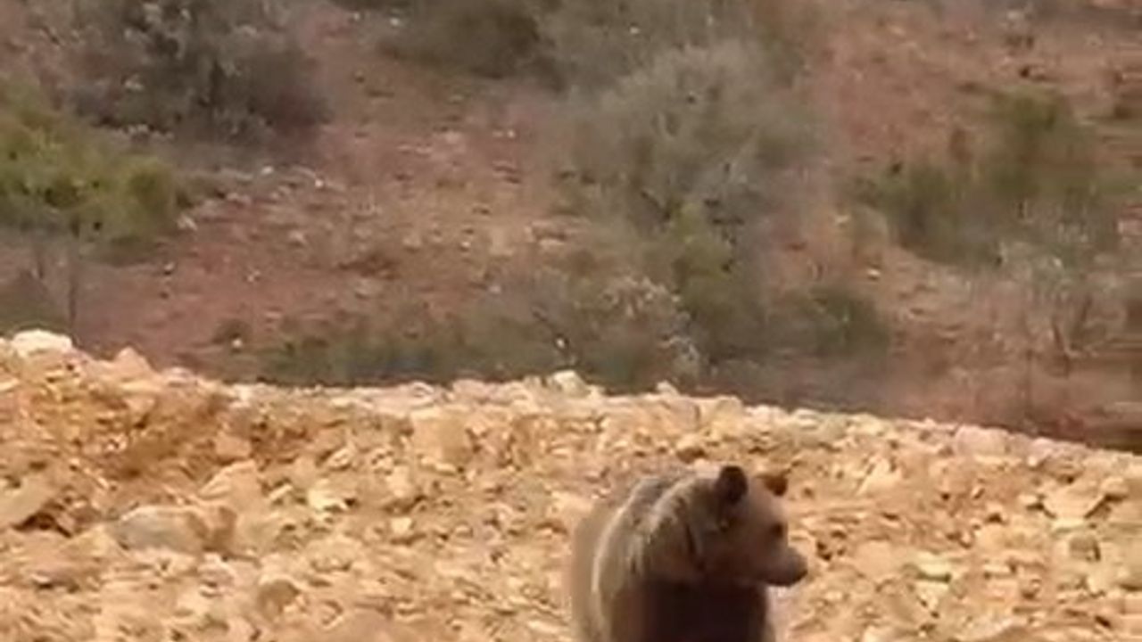 Yol Kenarındaki Ayıya Hamsi İkramı