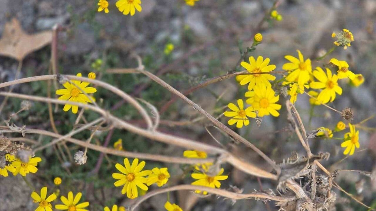 Yozgat'ta Kasımda Bahar Sürprizi: Kır Çiçekleri Açtı