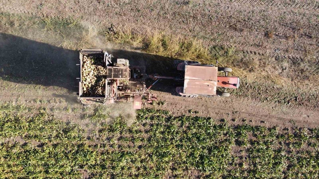 Yozgat'ta Şeker Pancarının Hasadı Sürüyor