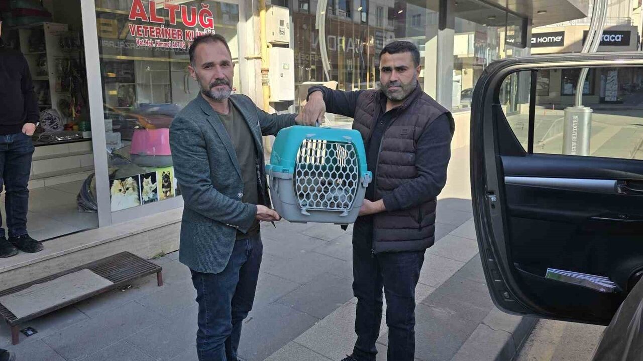 Yozgat'ta Yaralı Vaşak Tedavi Altına Alındı