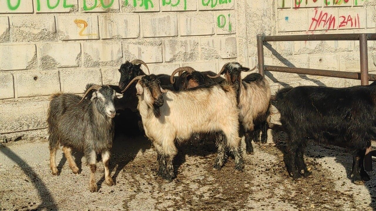 Yozgat'ta Yeniden Faaliyete Geçen Hayvan Pazarı