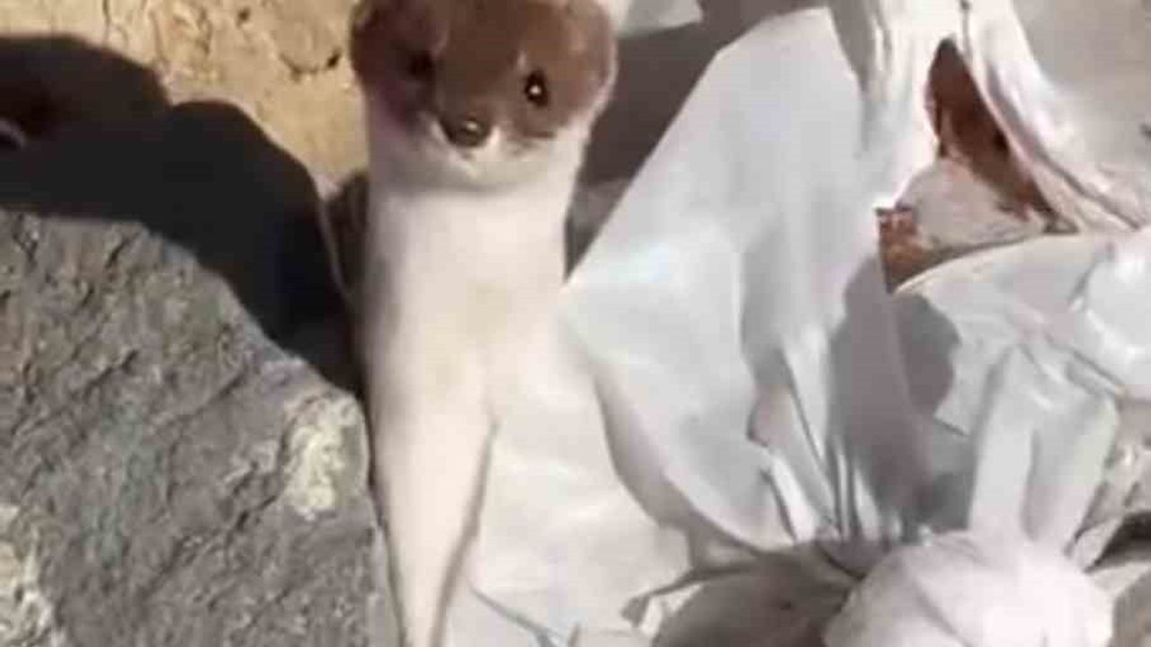 Yüksekova'da Beyaz Gelincik Görüntülendi