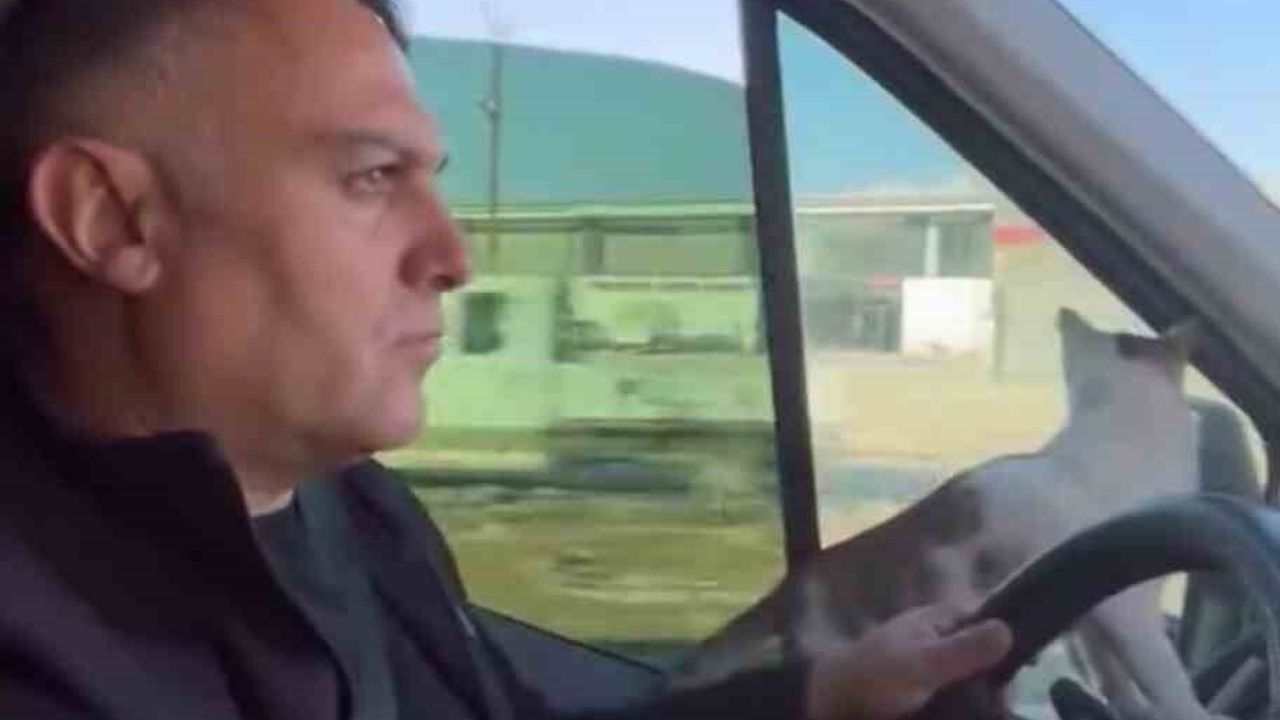 Yüksekova'da Duyarlı Şoför, Donmak Üzere Olan Kediyi Kurtardı