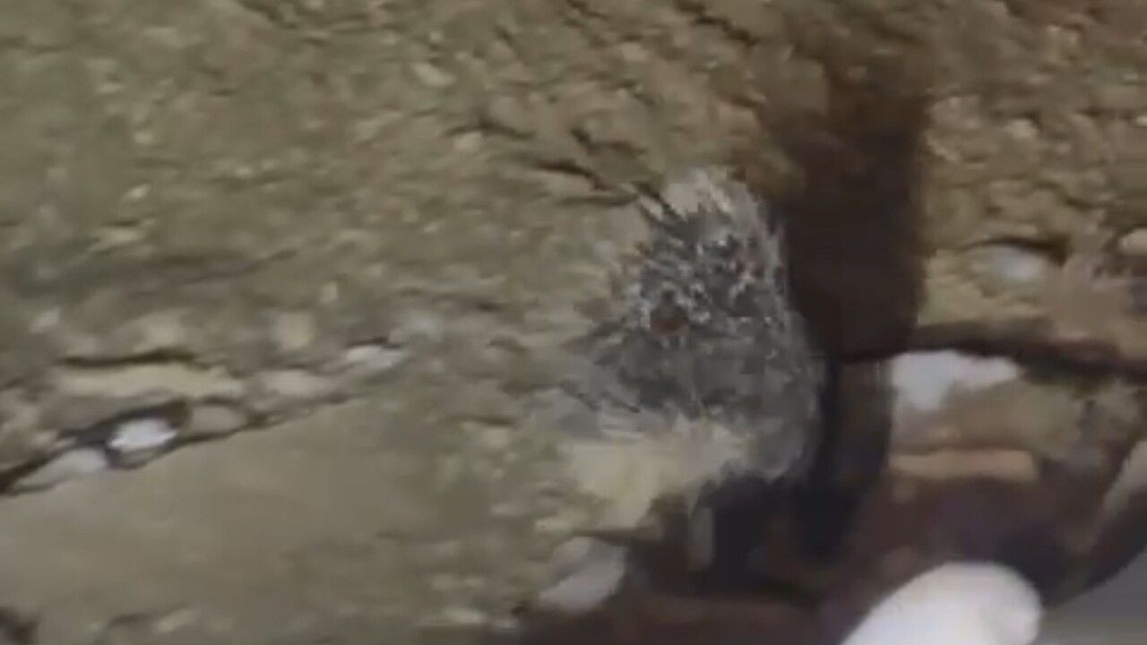 Yüksekova'da Nadir Görülen Hint Oklu Kirpi Görüntülendi