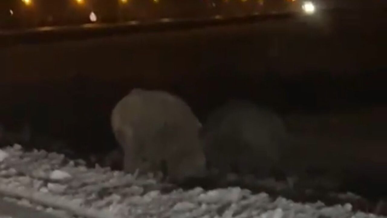 Yüksekova'da Yaban Domuzları Ana Caddeye İndi