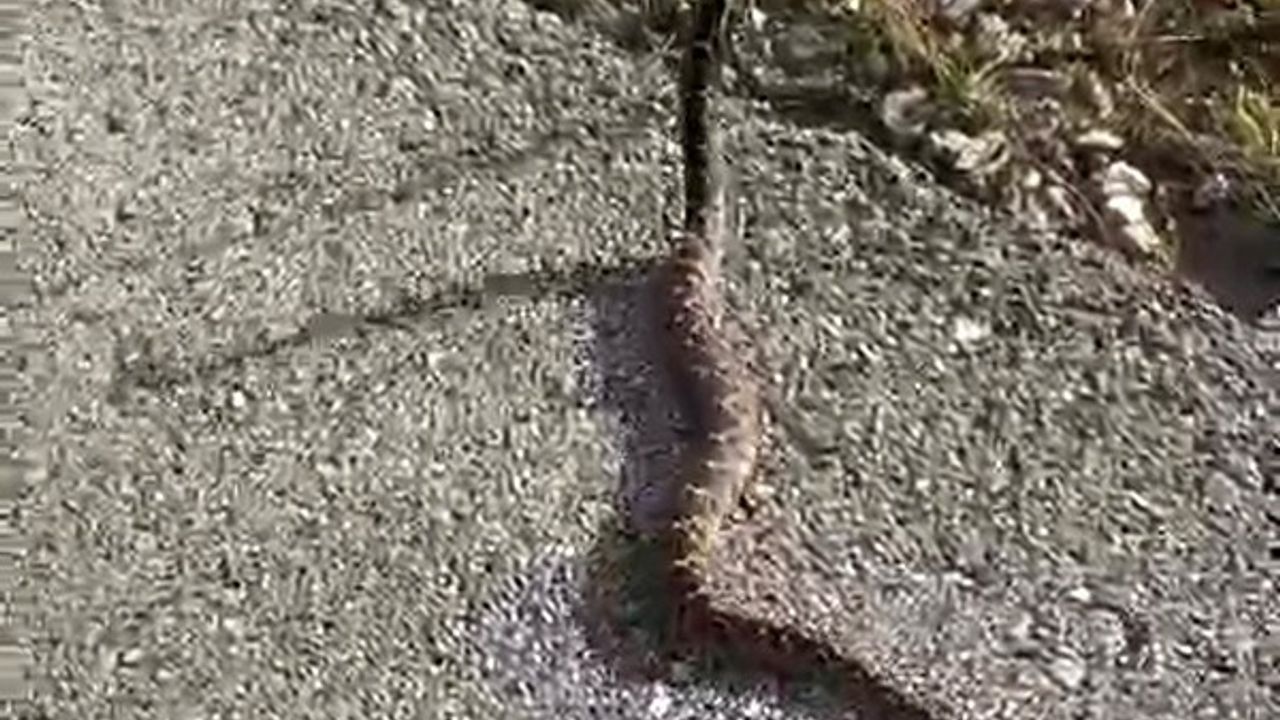 Zehirli Yılanı Yakalayan Emekli İşçi