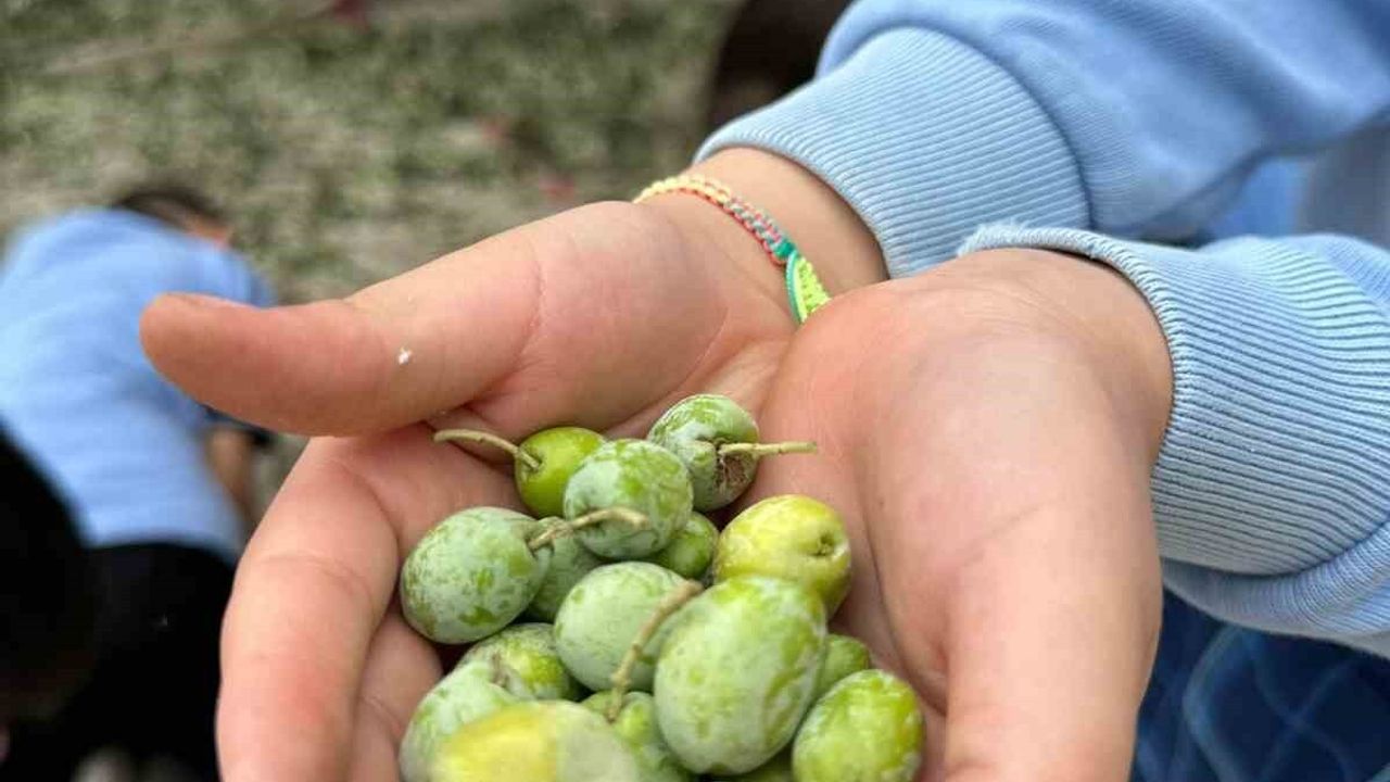 Zeytinin Ağaçtan Sofraya Yolculuğu Halide Hatun İlkokulu'nda Öğrenildi