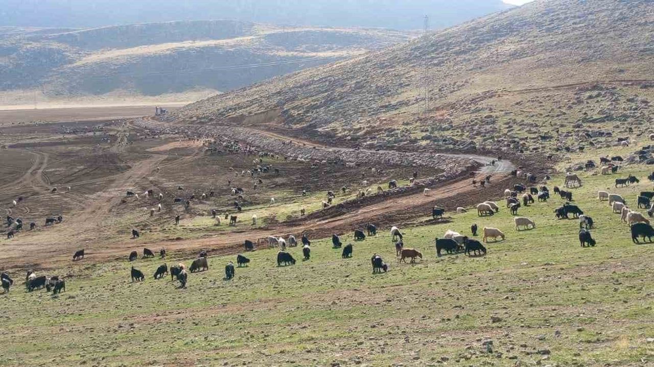 Zirin Gölü Doğal Yaşamı İçin Yeniden İnşa Ediliyor