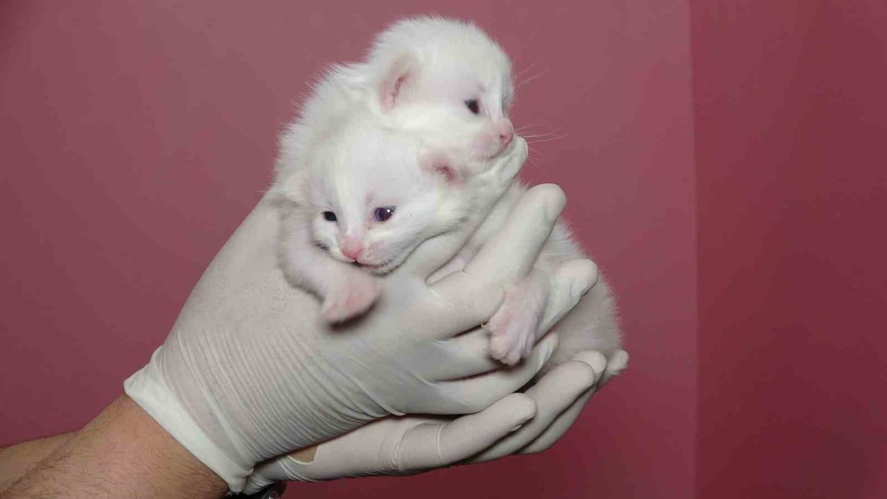 2023'te Van Kedi Villası'nda 120 Yavru Doğdu