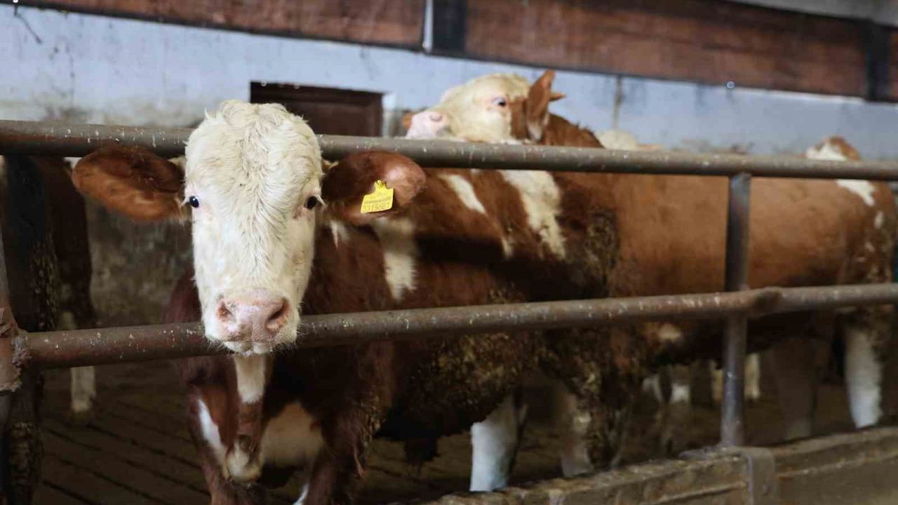 300 Hayvan Kapasiteli Modern Çiftlik Kurdu