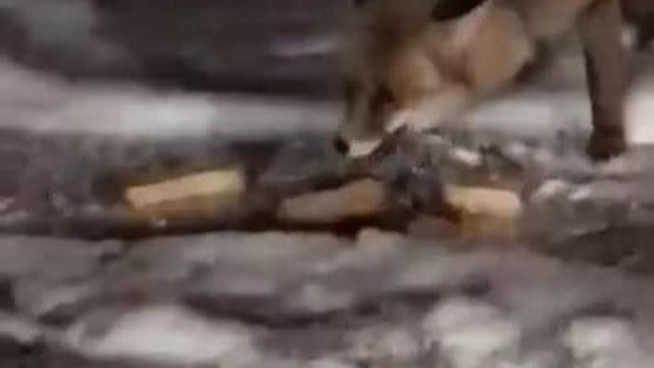 Aç Kalan Tilkiler, Vatandaşın Şefkatiyle Karşılaştı