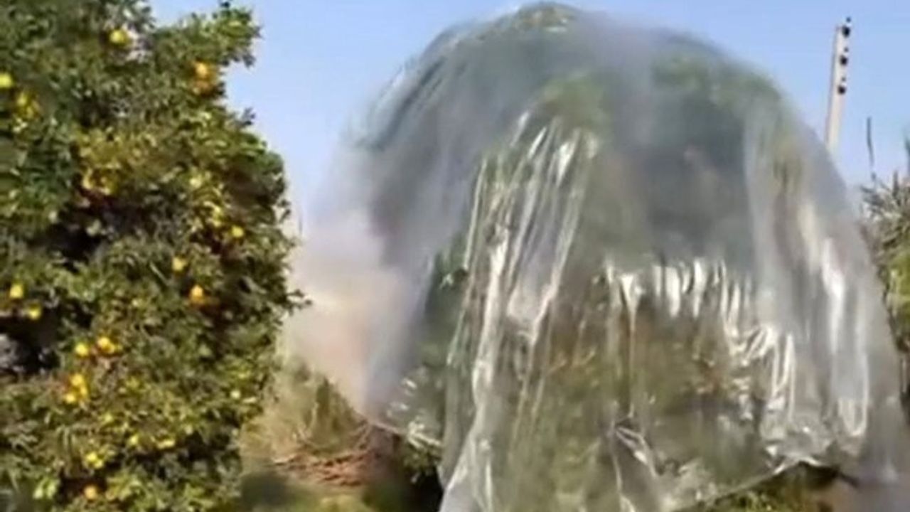 Adana'da Çiftçiler Yağmurdan Korunma Yöntemi Geliştiriyor