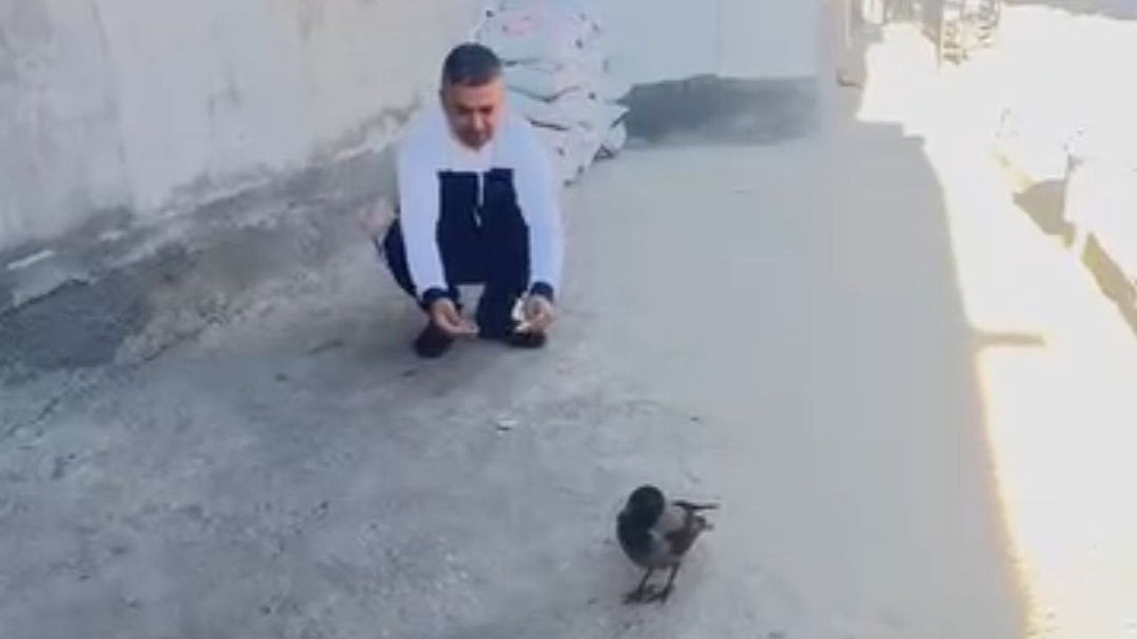 Adana'da Karga Aileyle Arkadaş Oldu