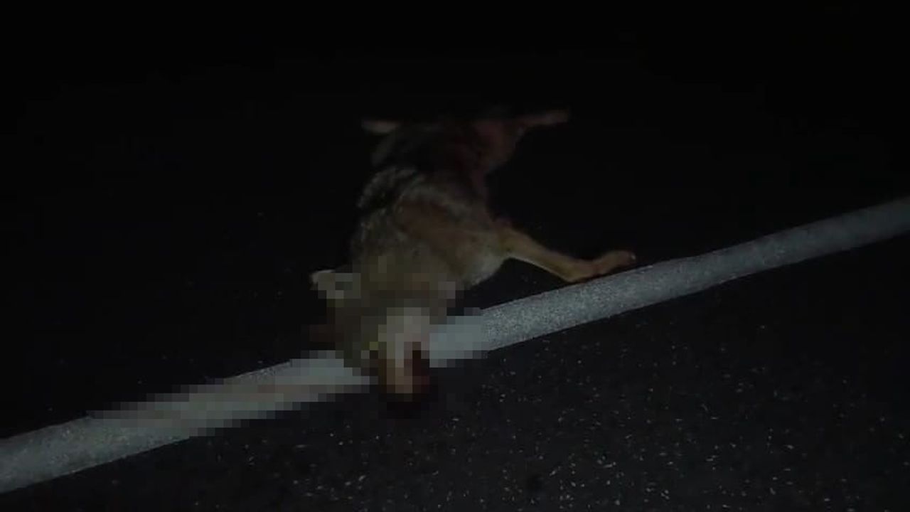 Adilcevaz'da Araç Çarpmasıyla Telef Olan Kurt