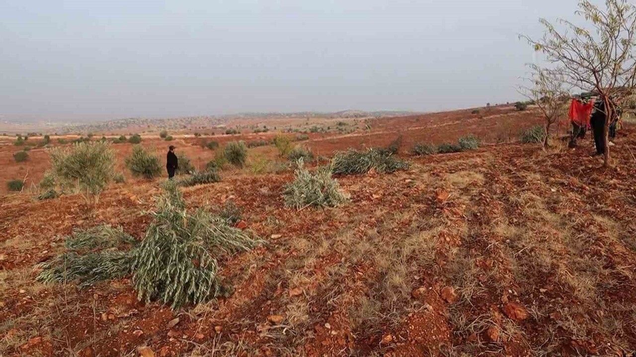 Adıyaman'da Binlerce Ağaç Kesildi: Doğa Katliamına Tepkiler