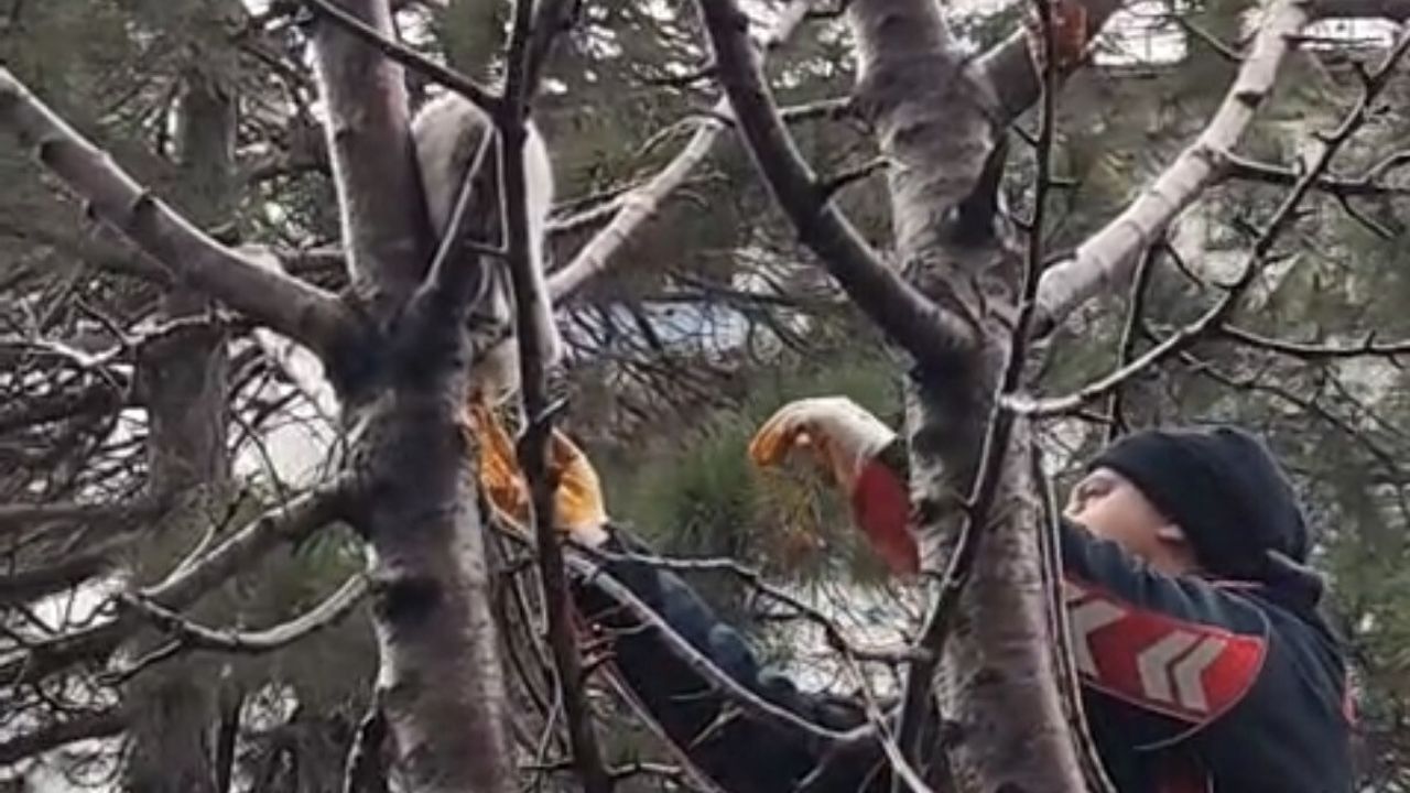 Ağacın Tepesinde Mahsur Kalan Kedi İtfaiye Tarafından Kurtarıldı