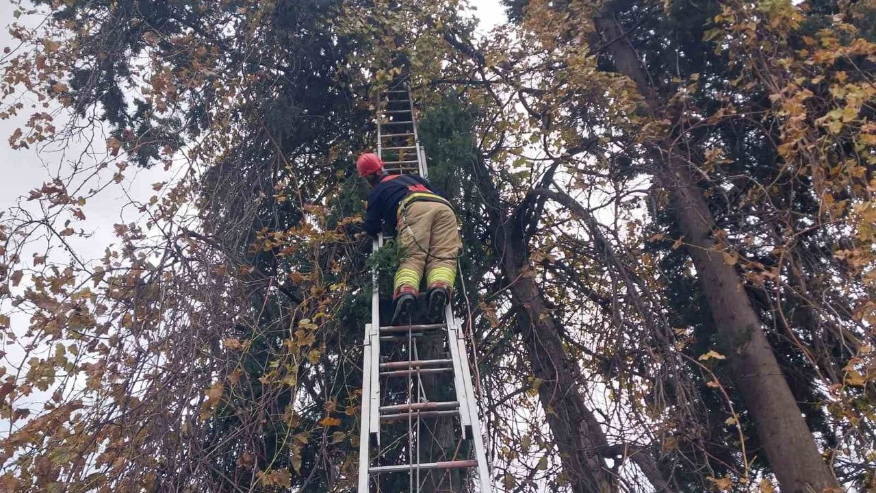 Ağaçta Mahsur Kalan Şahin Kurtarıldı