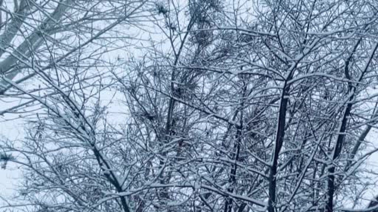 Ağrı'da Kar Yağışı Beyaz Bir Manzara Oluşturdu