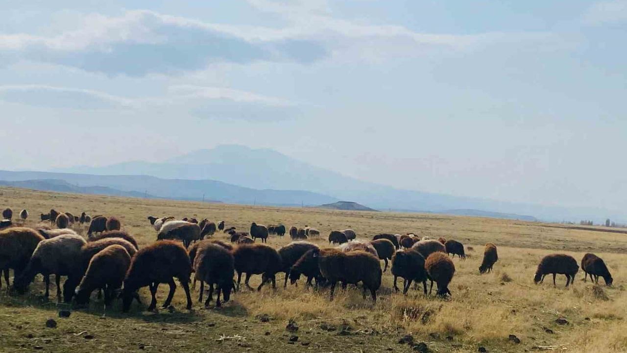 Ağrı'da Kış İklimi Besicilere Avantaj Sağladı