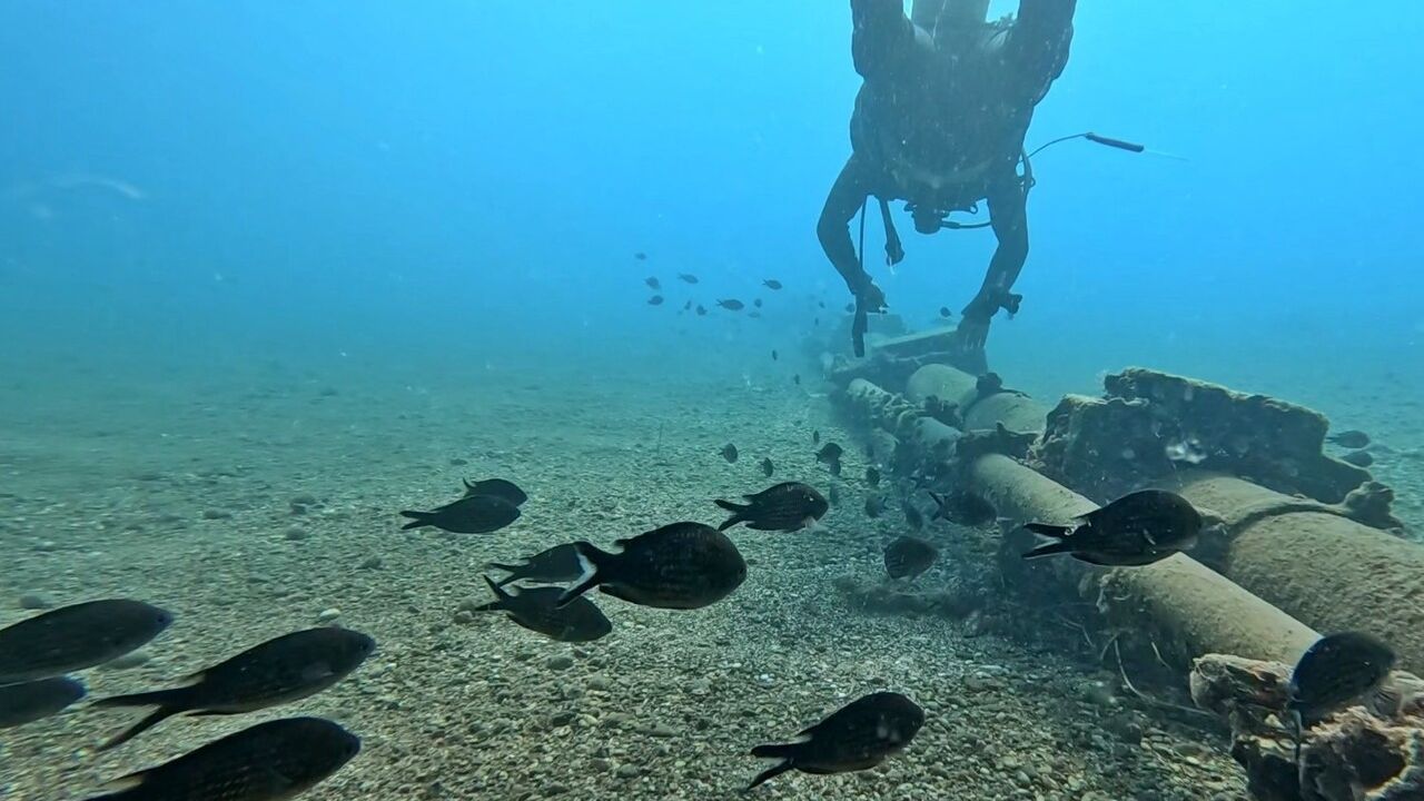 Akdeniz'deki Ekosistem Değişimi: Kızıldeniz Balıkları Yerli Türleri Baskılıyor