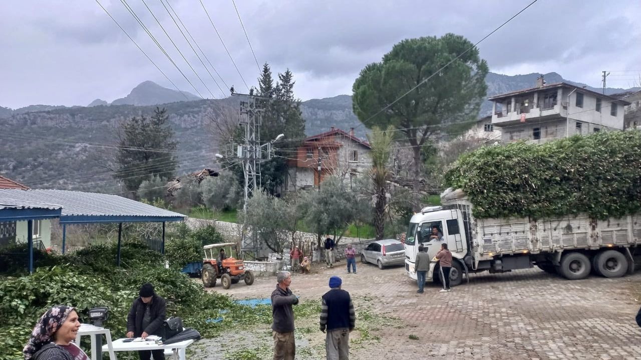 Akseki'nin Geçim Kaynağı: Defne Yaprağı
