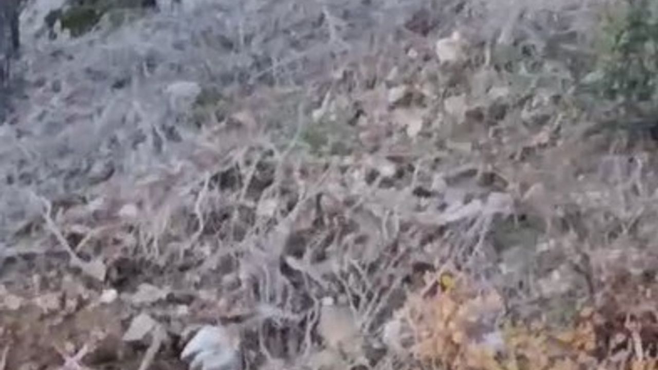 Alanya'da Kurt Görüntüleri Tedirginlik Yarattı