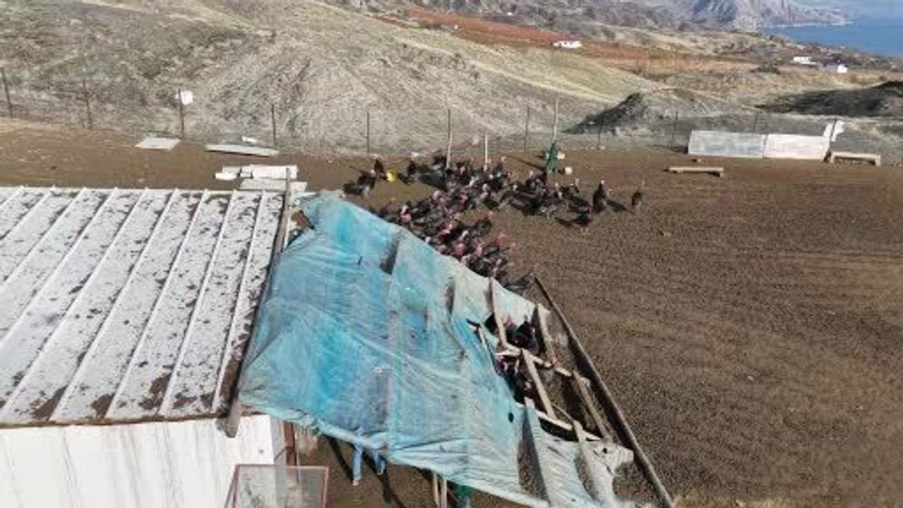 Almanya'dan Elazığ'a Dönüş: Murat Varan'ın Hindi Çiftliği