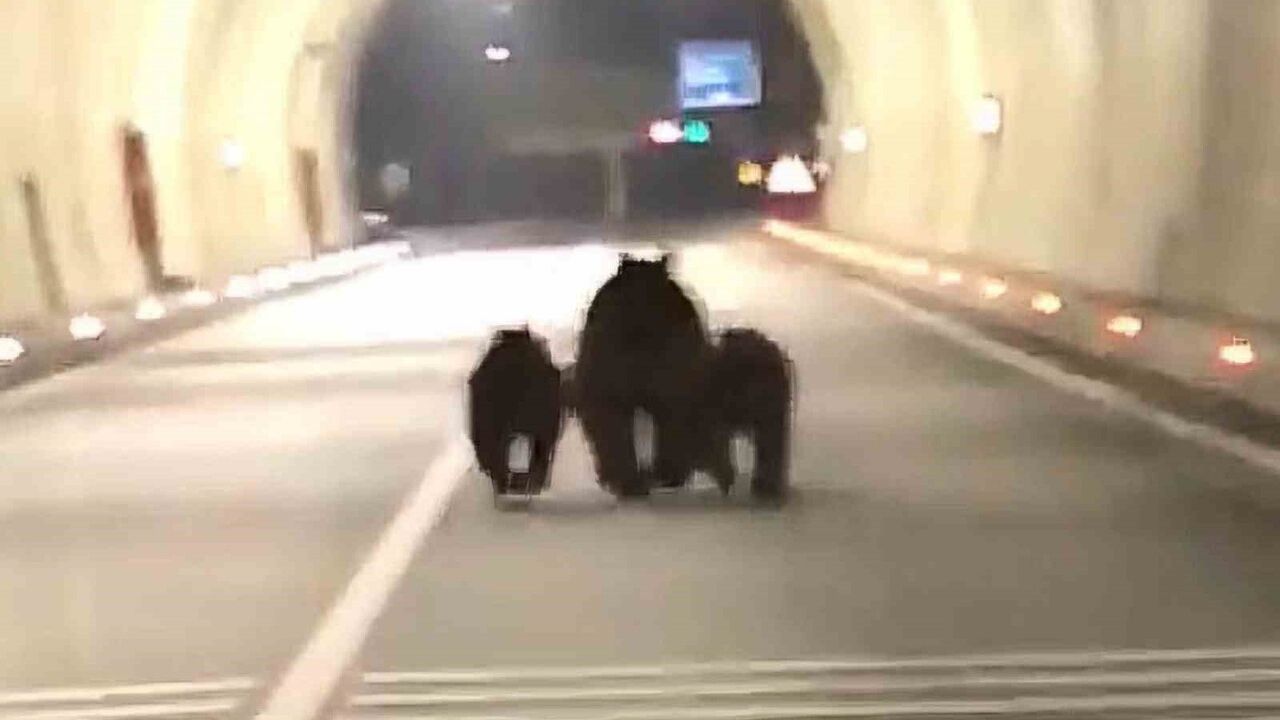 Amasra Tüneli'nde 3 Ayı Görüntülendi