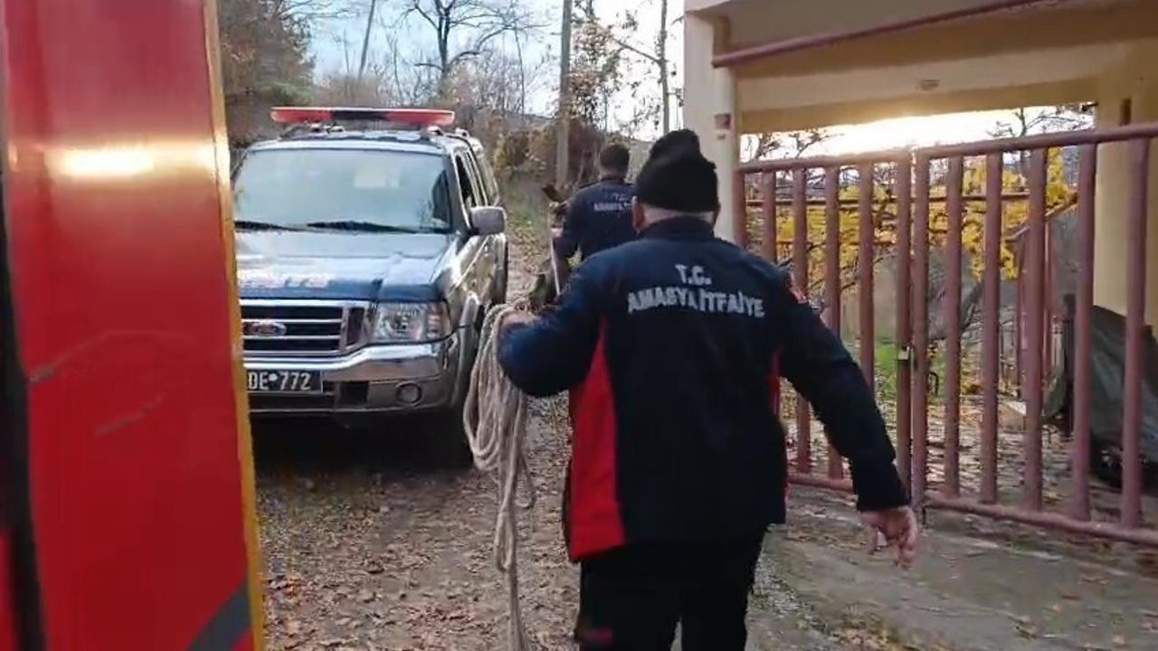 Amasya'da Yavru Karaca Kurtarıldı