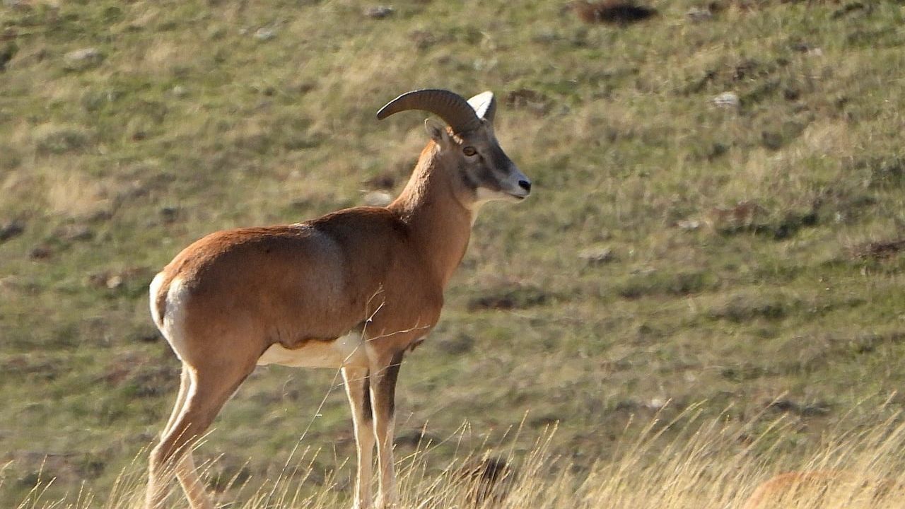 Anadolu Yaban Koyunu Üretimi Devam Ediyor
