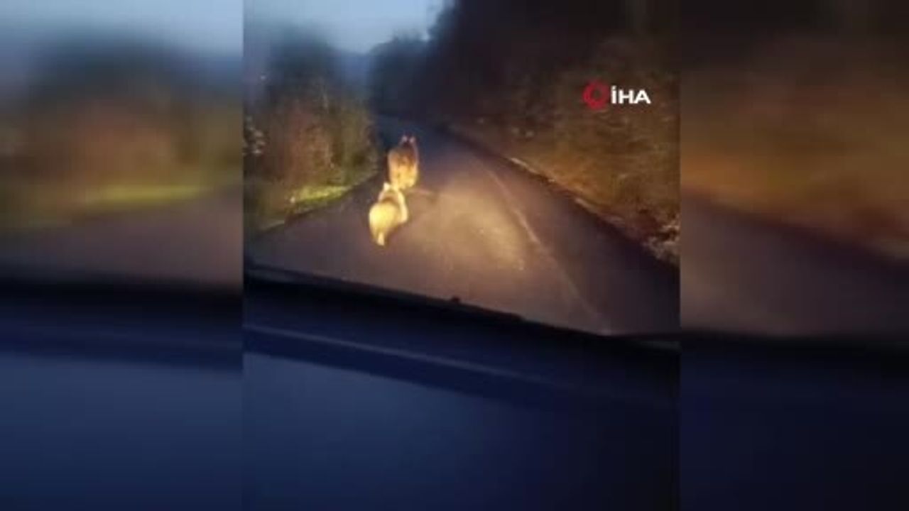 Anne Ayı ve Yavruları Yolda Koşarken Görüntülendi