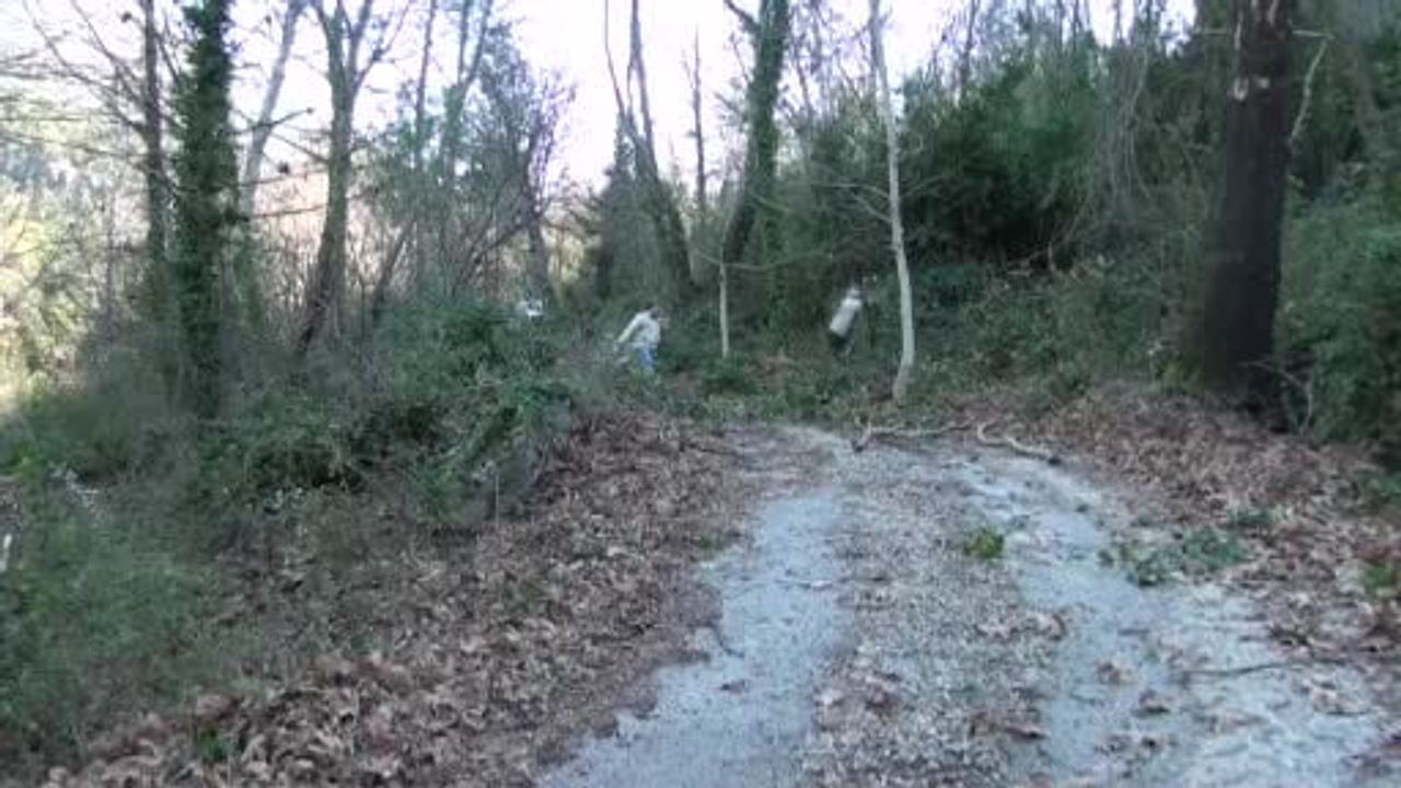 Antalya'nın Defne Yaprağı İhracatı