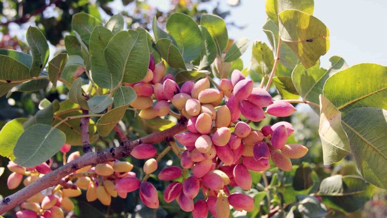 Antepfıstığı Depolama Süreçleri Yeniden Düzenlendi