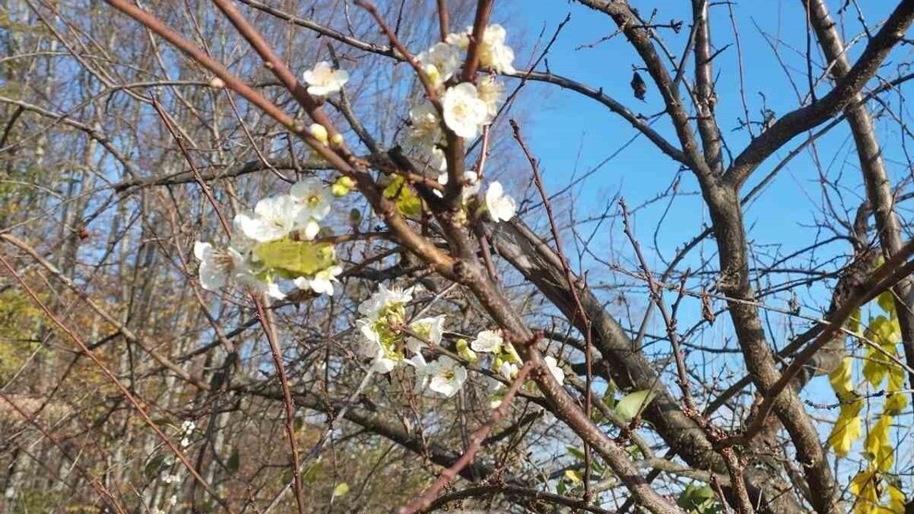 Aralık Ayında Çiçek Açan Erik Ağacı