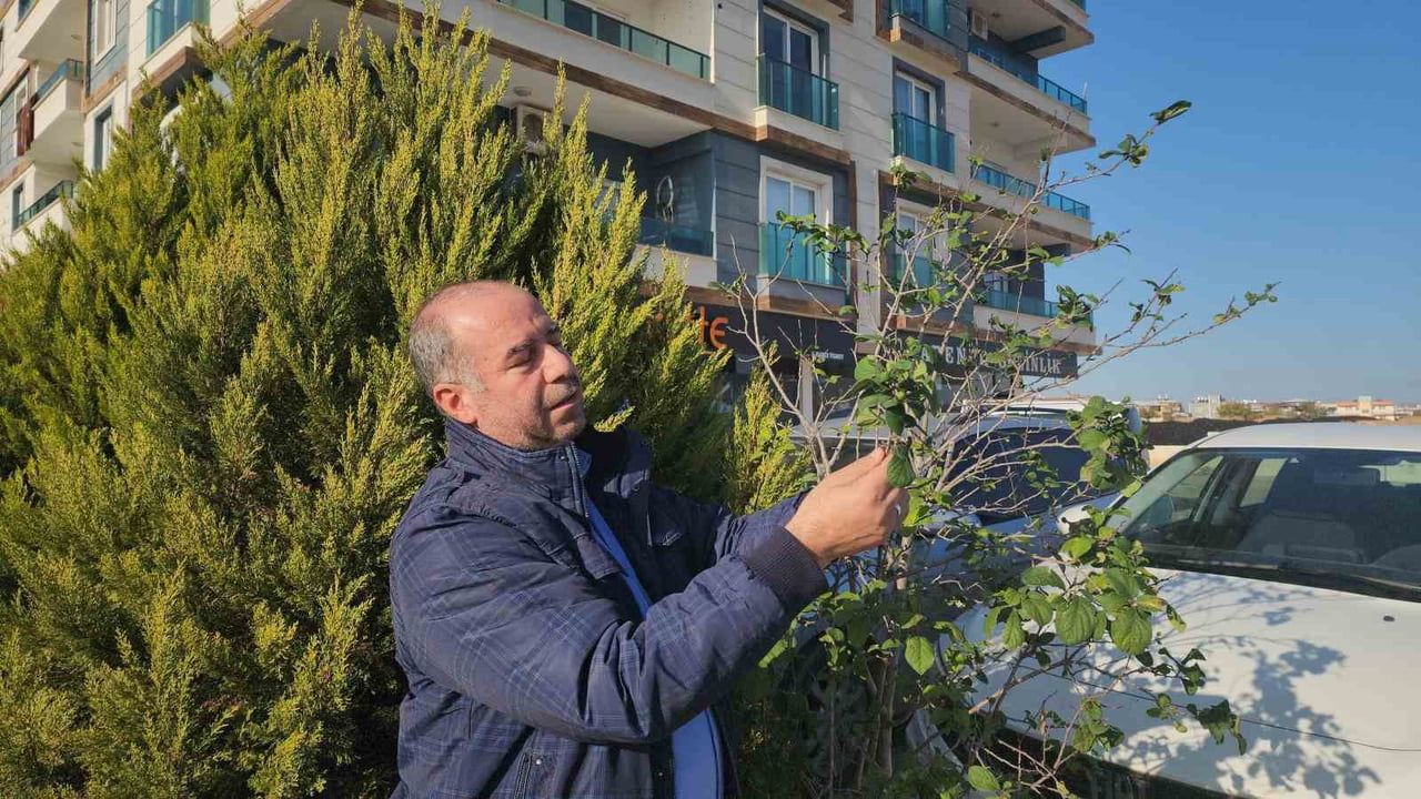 Aralık Ayında Meyve Veren Erik Ağacı Hatay'da Dikkat Çekti