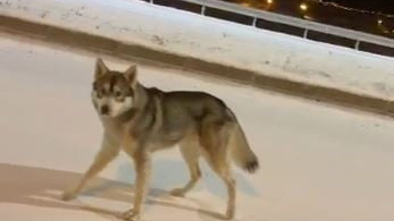 Ardahan'da Şehir Merkezine İnen Kurt Görüntülendi
