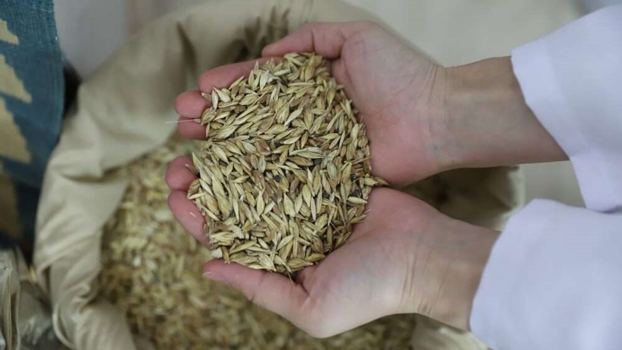 Ardahan Kavılcası Etkinlikleri: Tarımın Geleceği