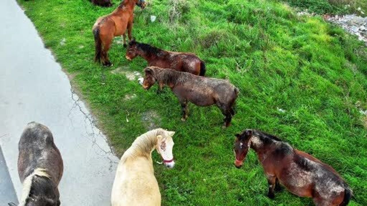 Arnavutköy'de Başıboş Atlar Trafik Güvenliğini Tehdit Ediyor