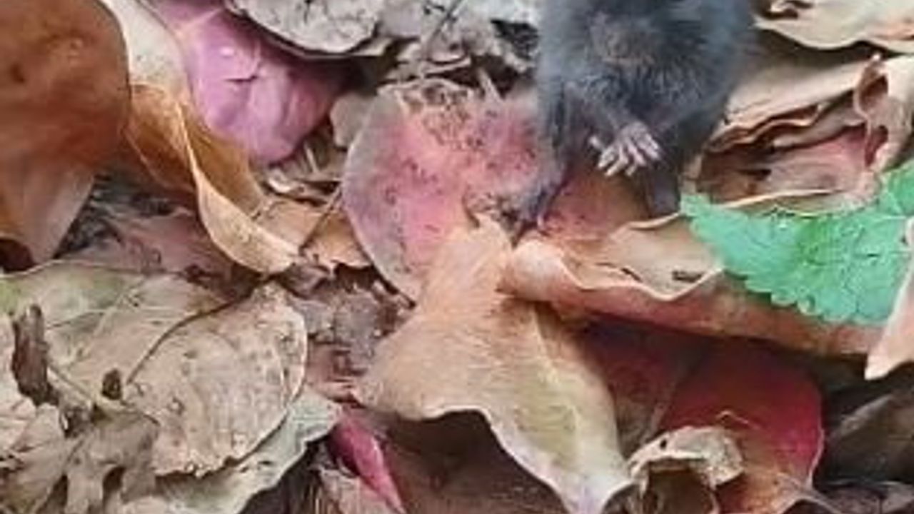 Artvinli Kadının Tarla Faresiyle Eğlenceli Diyaloğu