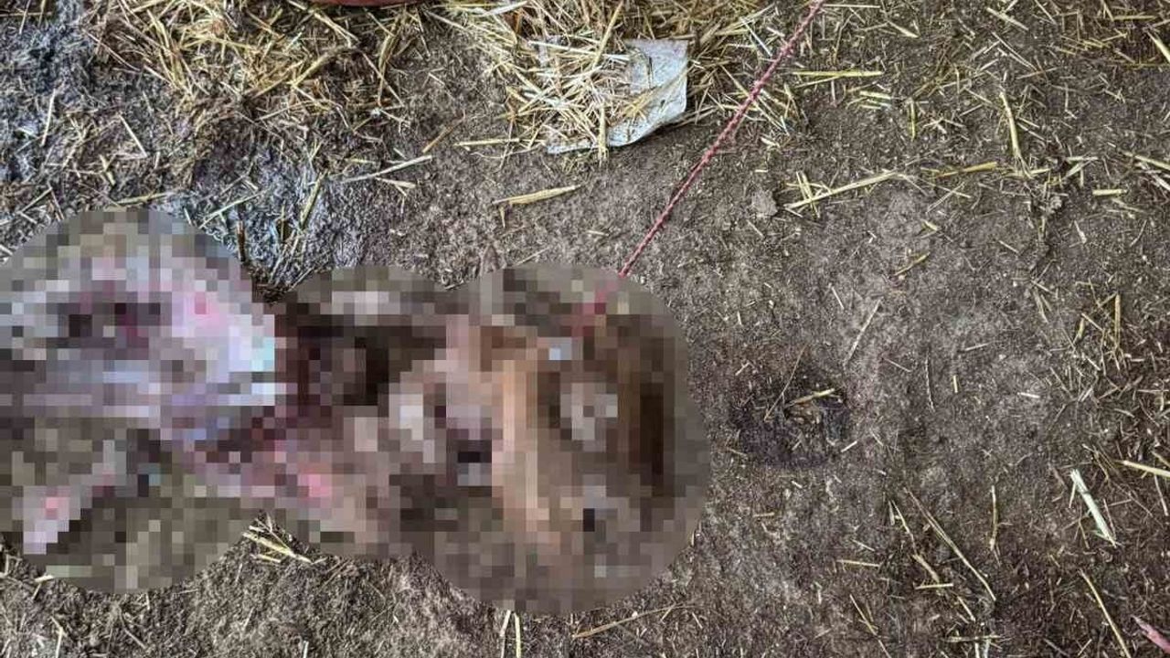 Avcılar'da Başına Boş Köpeklerin Koyun Saldırısı