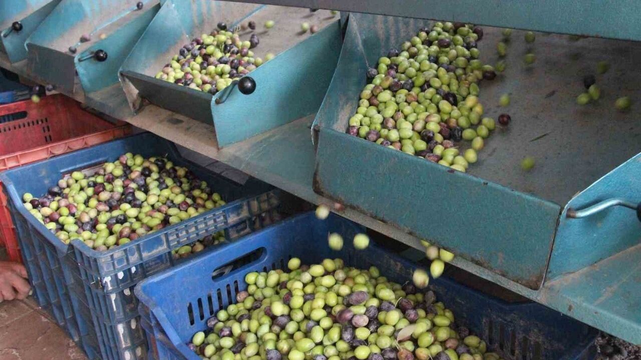 Aydın'da Zeytin Hasadı ve Kalite Sınıflandırması