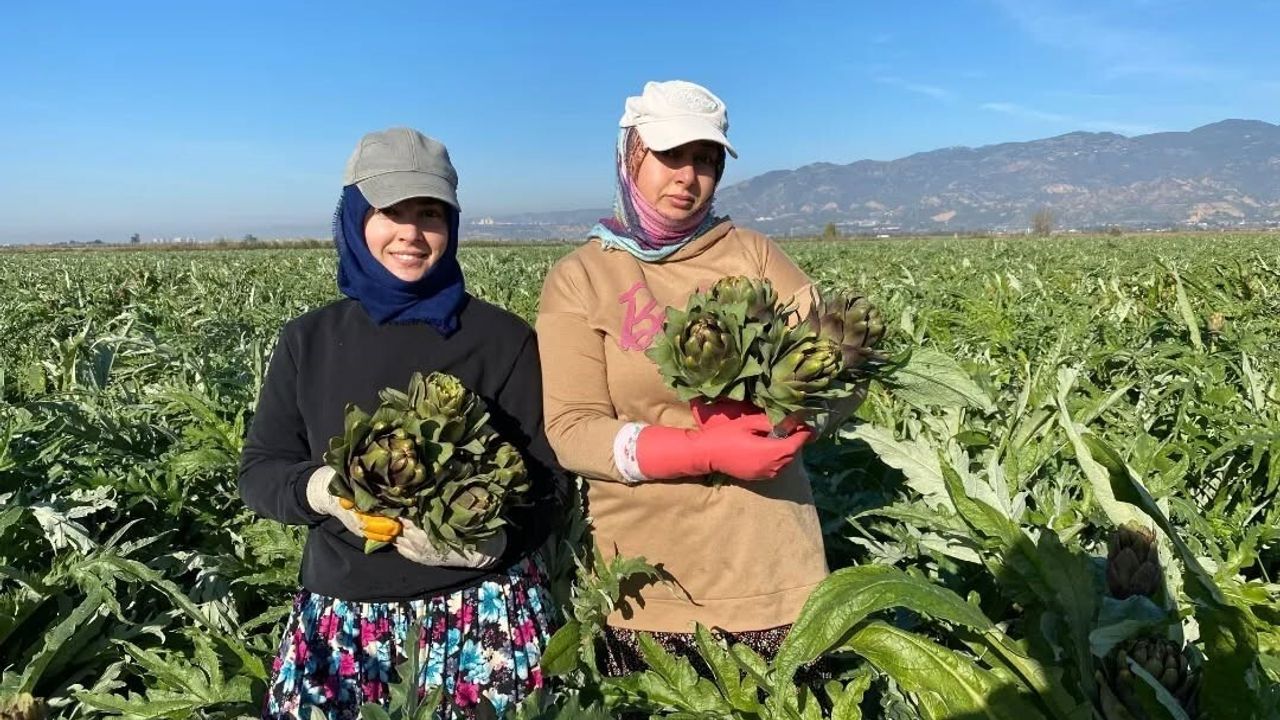 Aydın Enginarı'nda İlk Hasat Sevinci